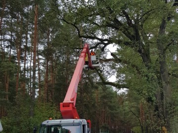 Zabiegi pielęgnacyjne pomników przyrody ZPK, 